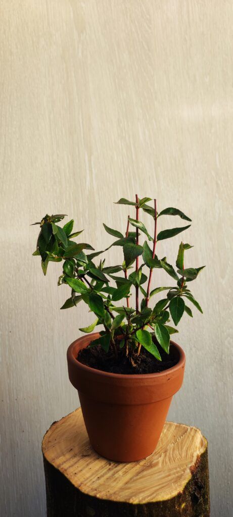 Abelia (Abelia grandiflora)