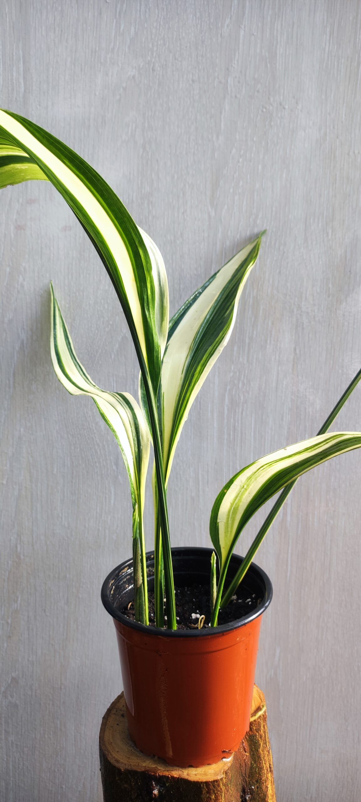 Aspidistra elatior variegata