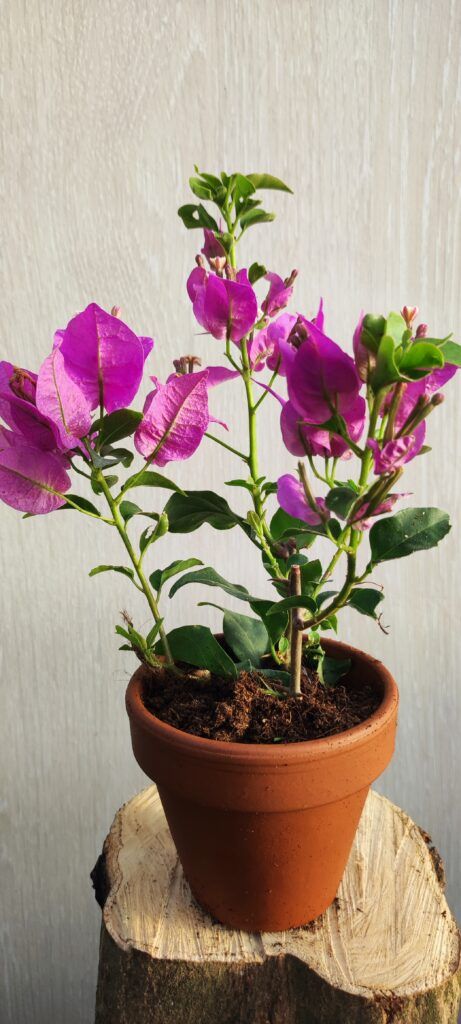 Bougainvillea