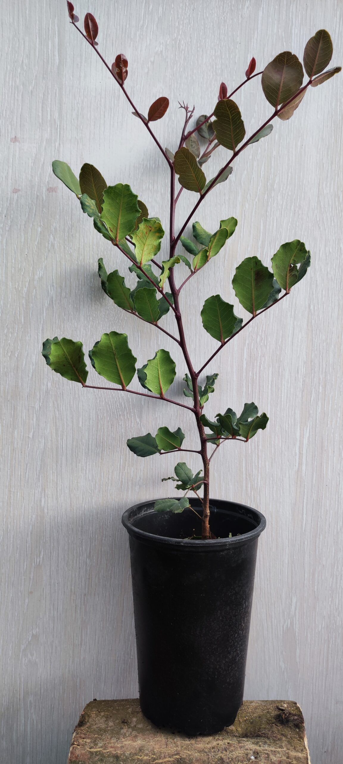 Algarrobo (Ceratonia siliqua)