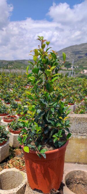 Eugenia (Eugenia myrtifolia New Port)