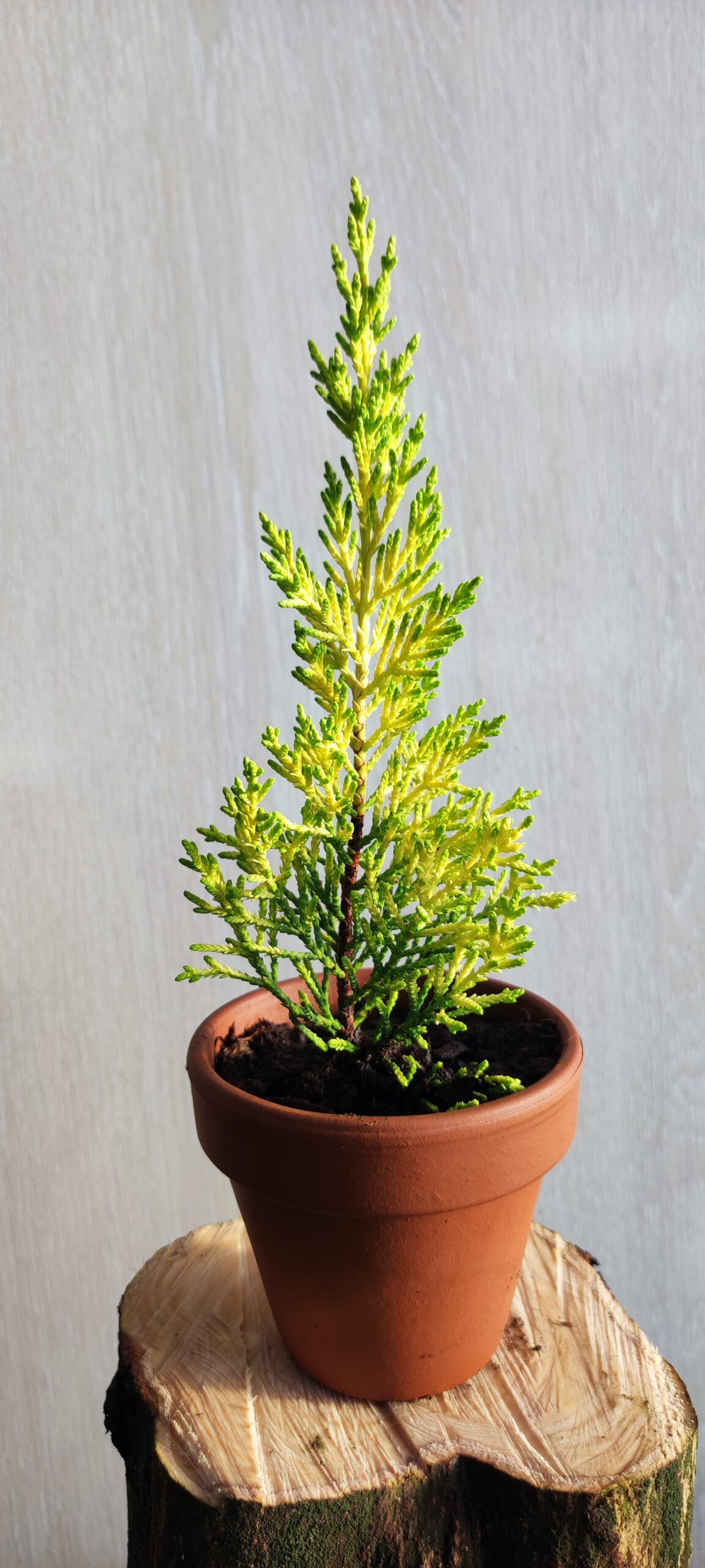 Cupressus macrocarpa Goldcrest