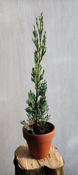 Cupressus sempervirens Stricta