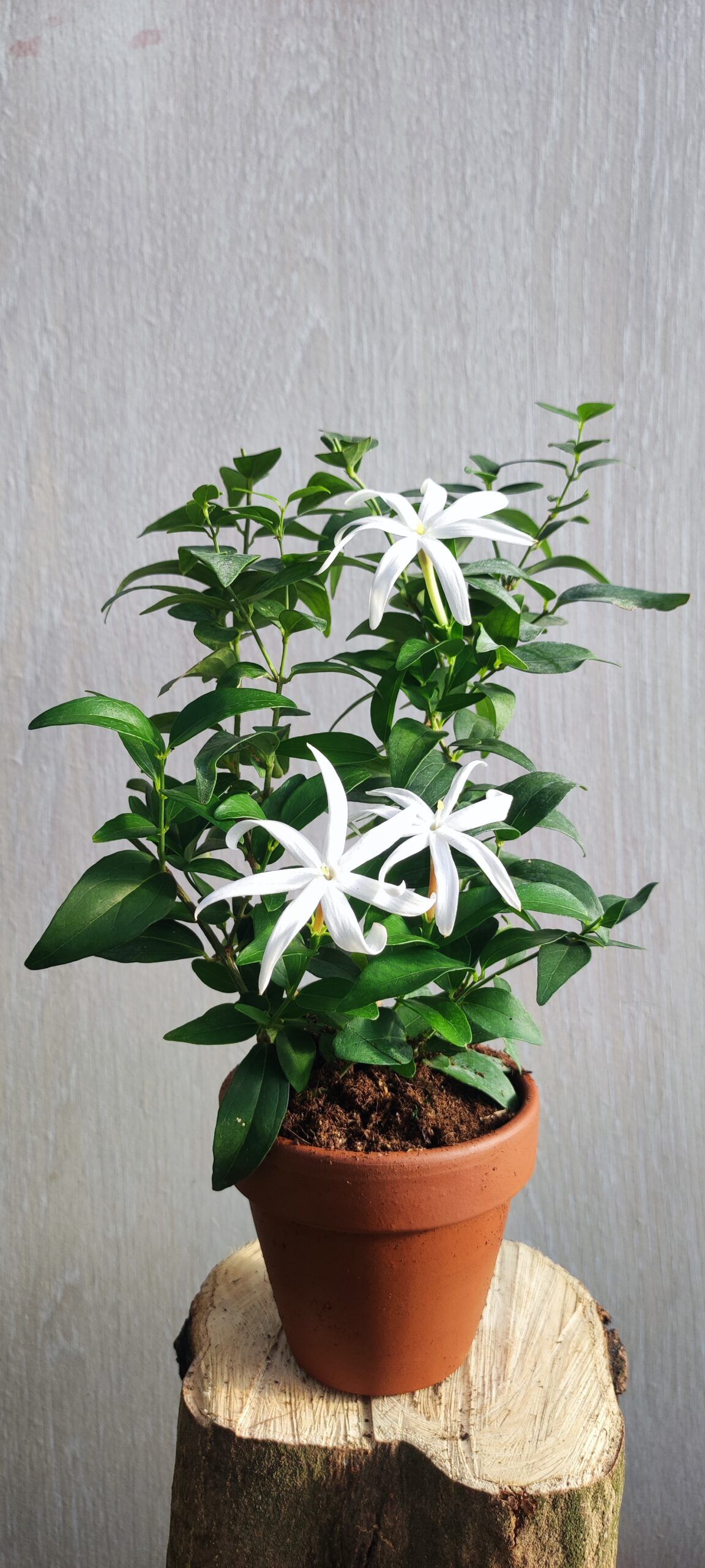 Jasminum multipartitum