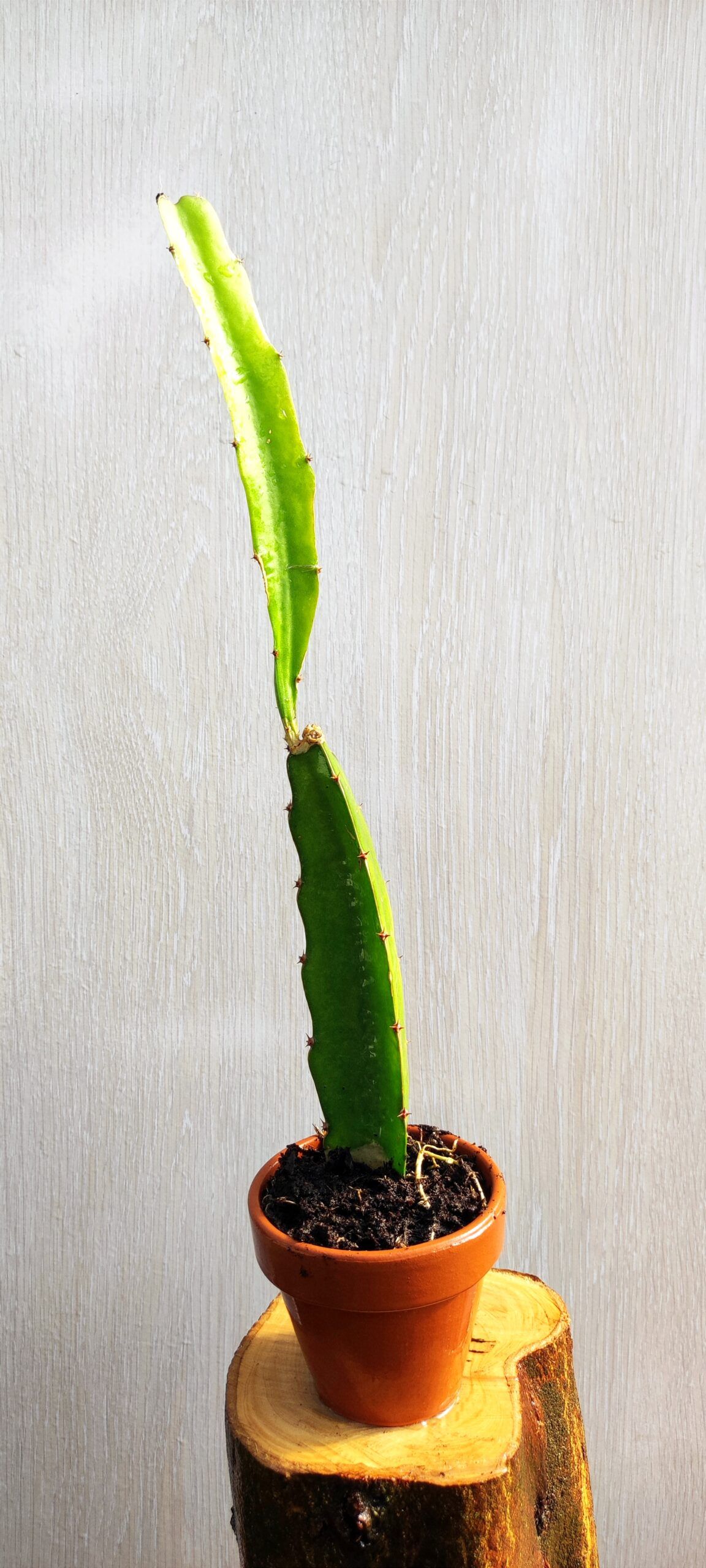 Pitaya (Hylocereus undatus)