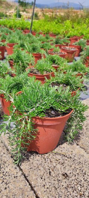 Romero rastrero (Rosmarinus postrata)