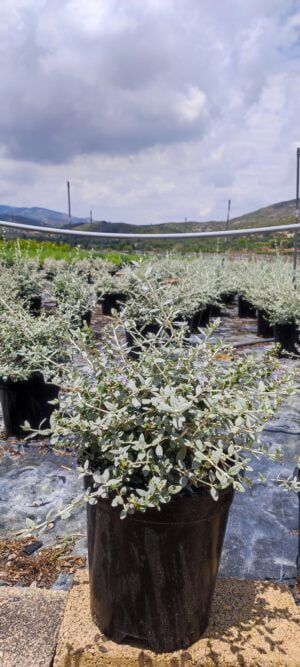 Teucrium fruticans