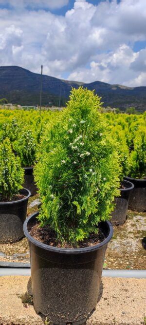 Tuya enana (Thuja orientalis aurea nana)