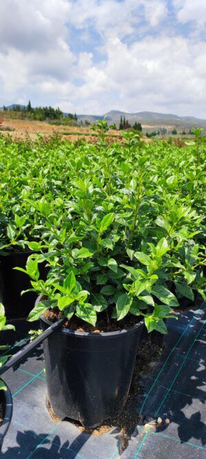 Viburnum tinus 'Eve Price'