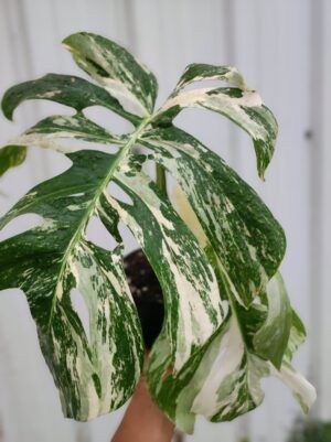 Monstera deliciosa albo variegata