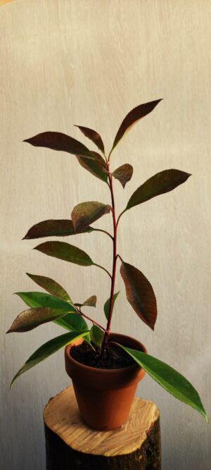 Photinia x fraseri Red Robin