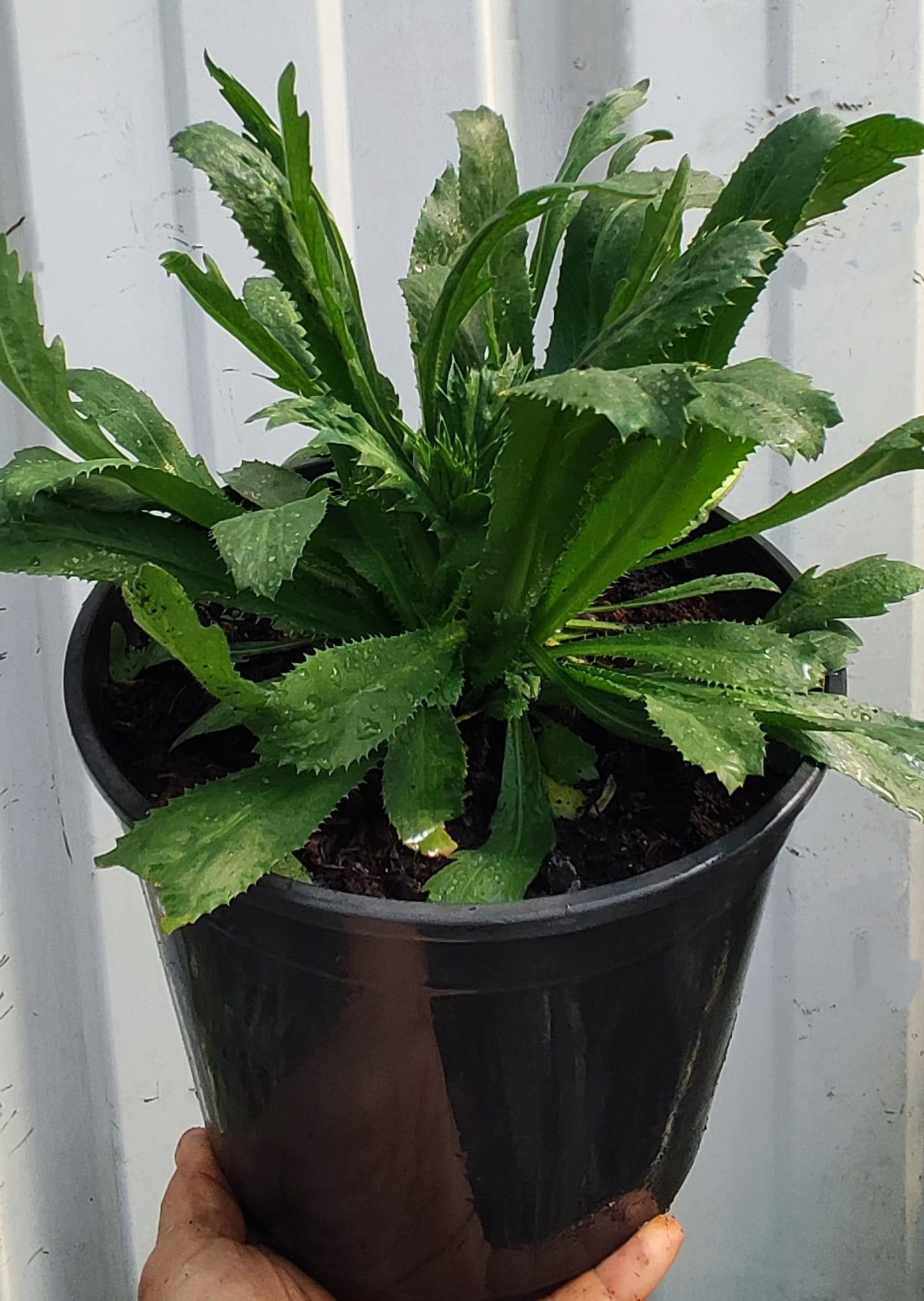 Culantro (Eryngium foetidum) - Imagen 2