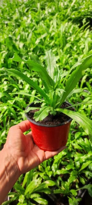 Culantro (Eryngium foetidum)