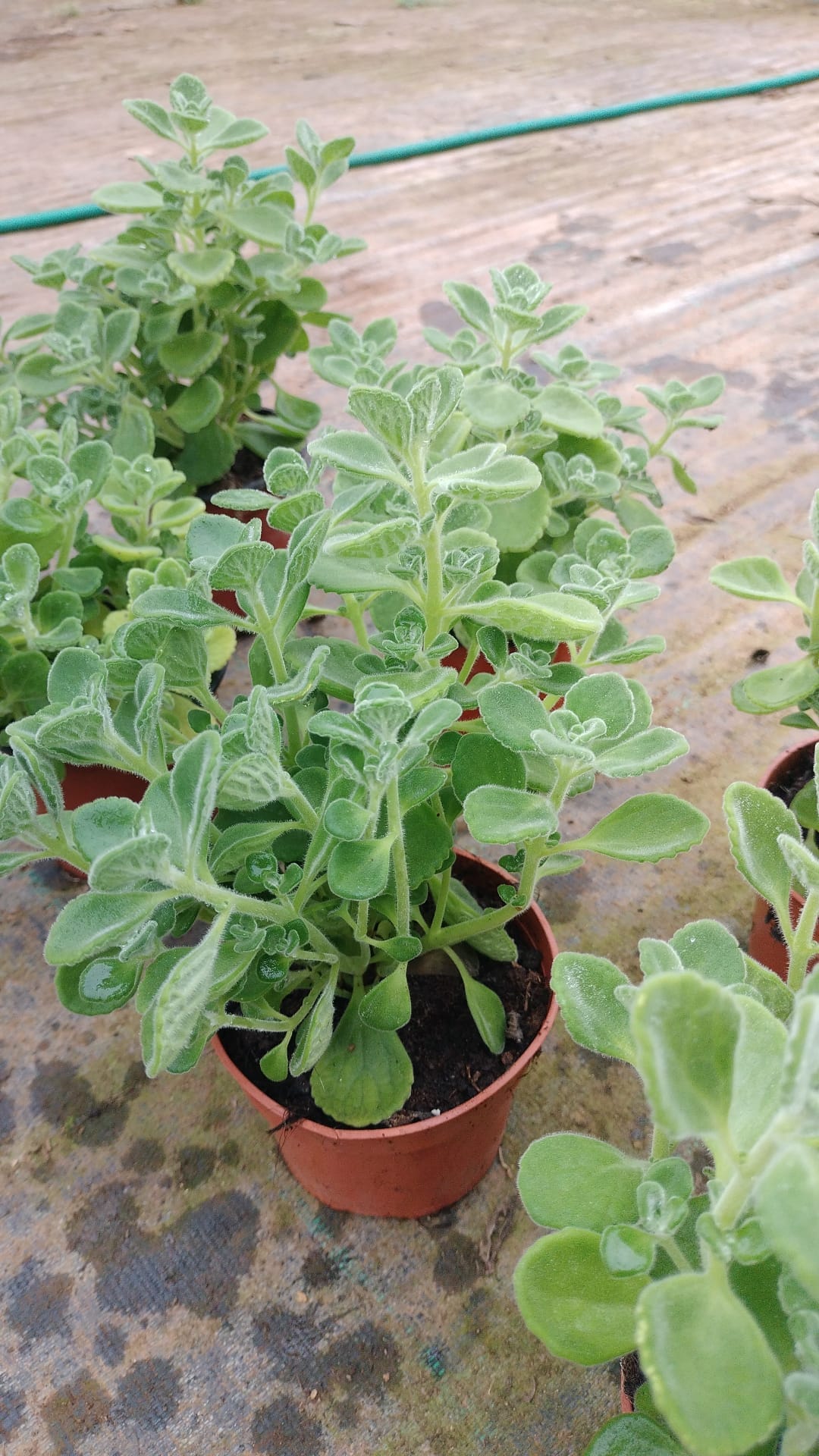 Orégano vick (Plectranthus tomentosa)