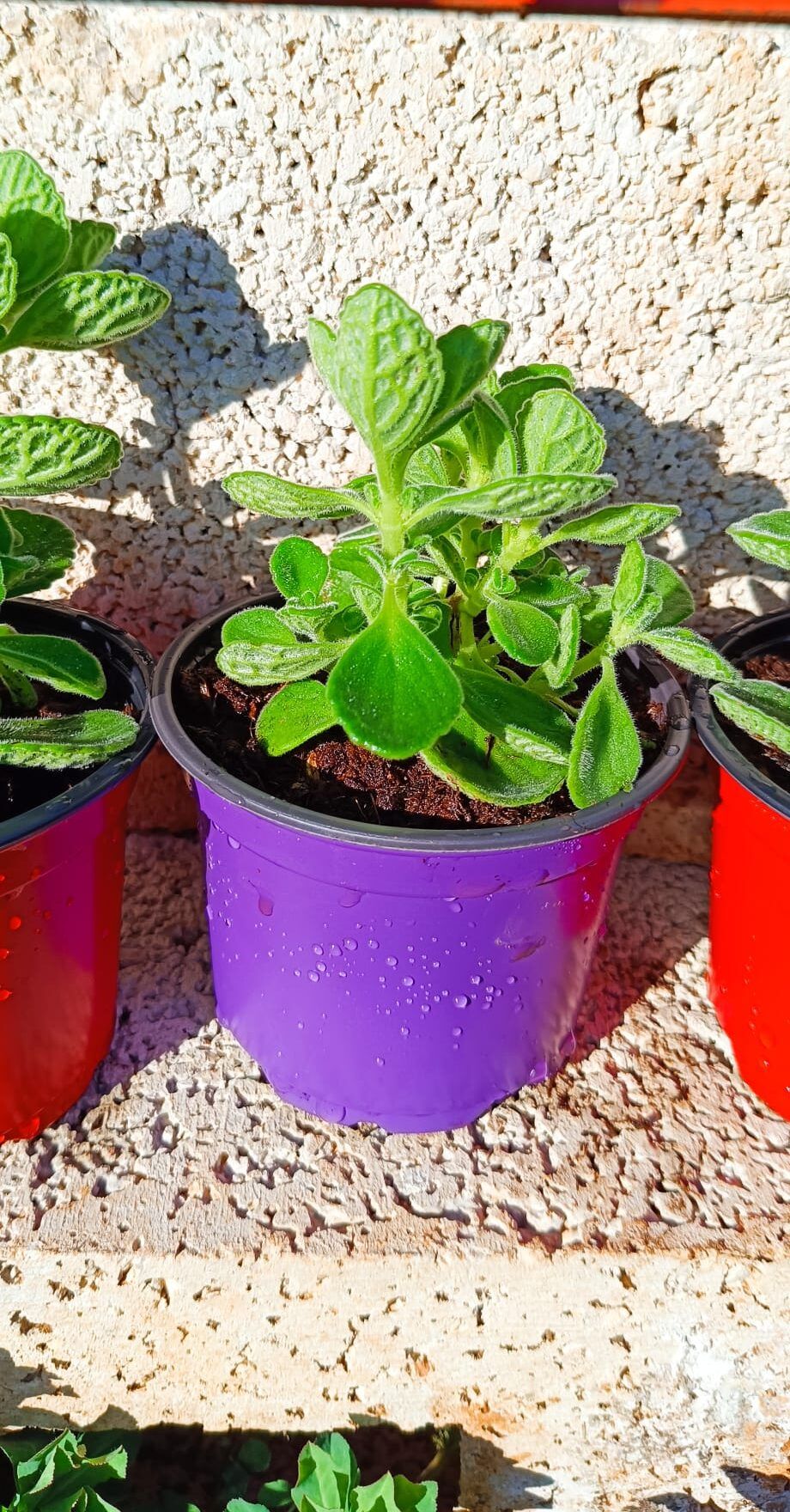 Orégano vick (Plectranthus tomentosa) - Imagen 2